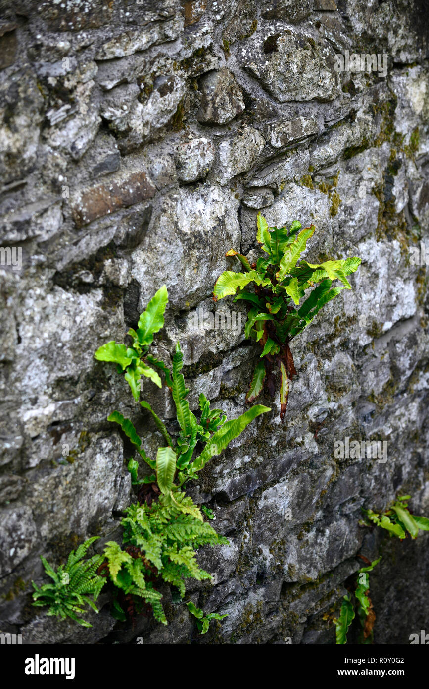 asplenium scolopendrium crispum,Hart's tongue fern,ferns,frond,fronds,foliage,leaves,wall,crack,vertical,dry,harsh,conditions,grow,growing,shade,shady Stock Photo