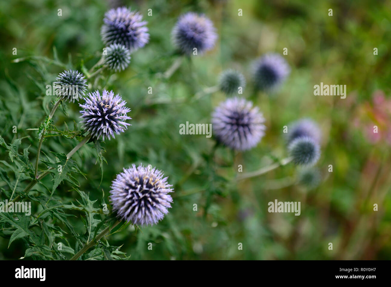 echinops ritro veitch's blue, globe thistle,flower,flowers,flowerhead