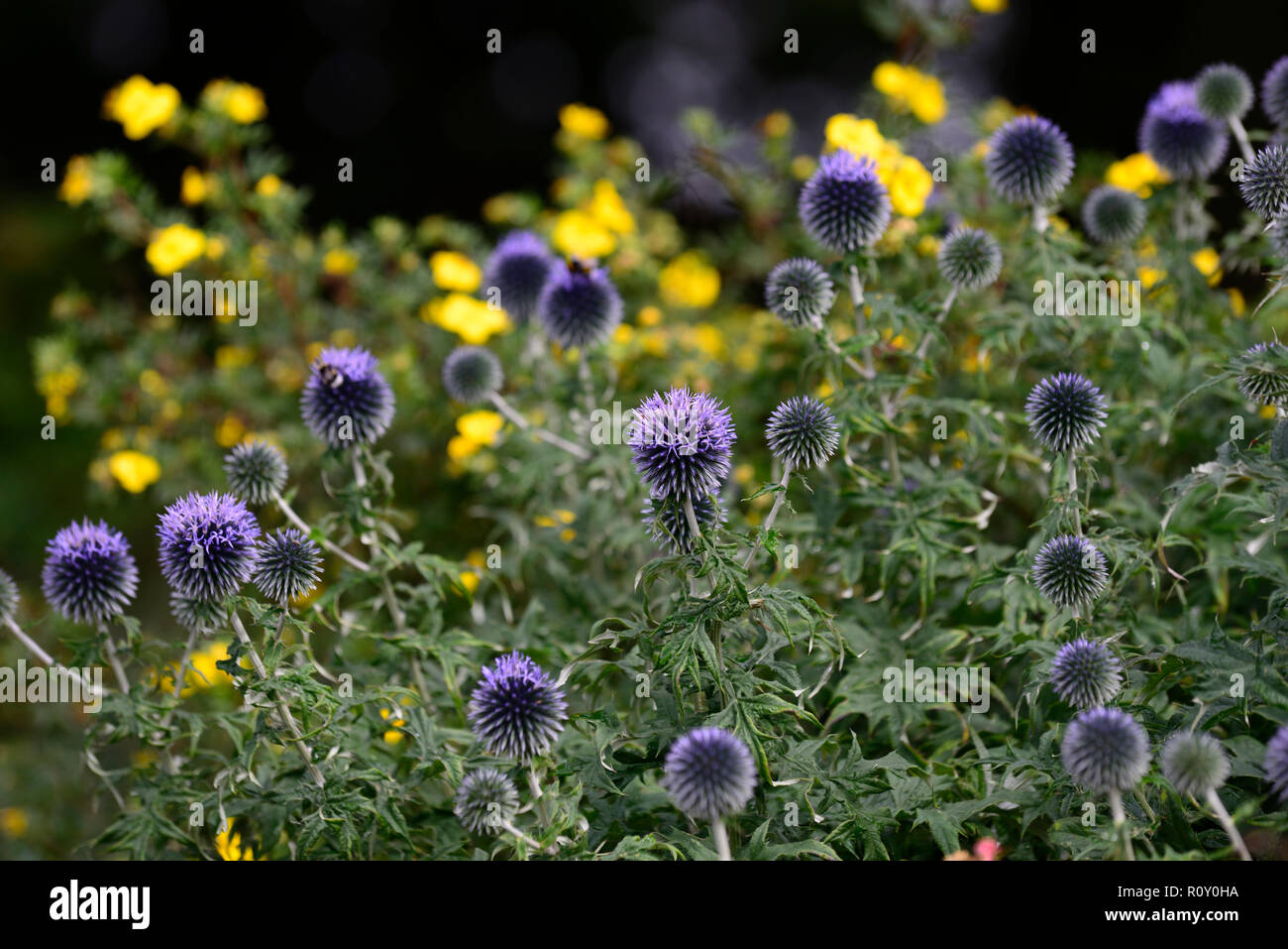echinops ritro veitch's blue, globe thistle,flower,flowers,flowerhead