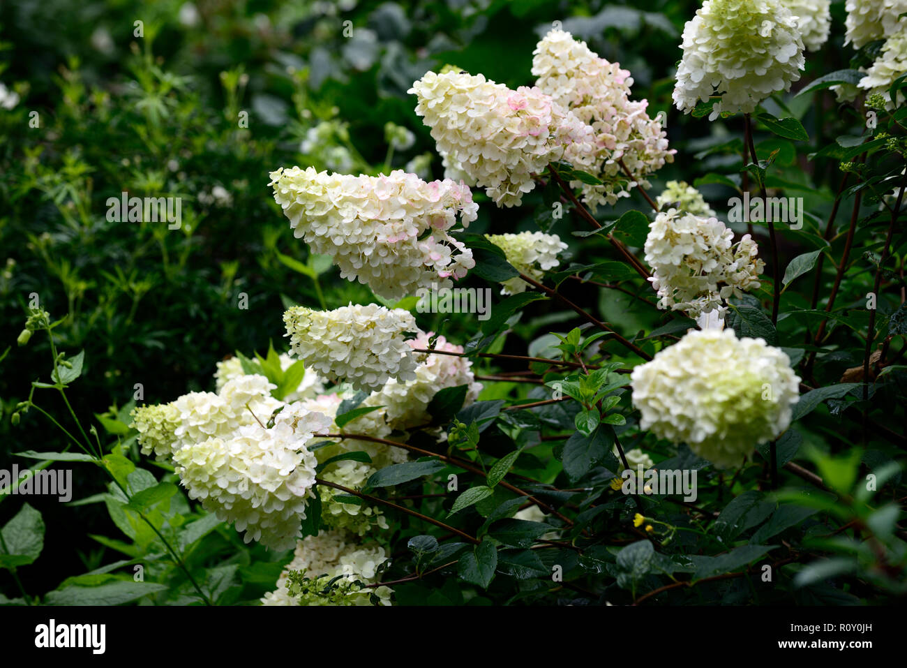 hydrangea paniculata pinky winky,hydrangeas,white,pink,flower,flowers,flowering,panicle,panicles,RM Floral Stock Photo