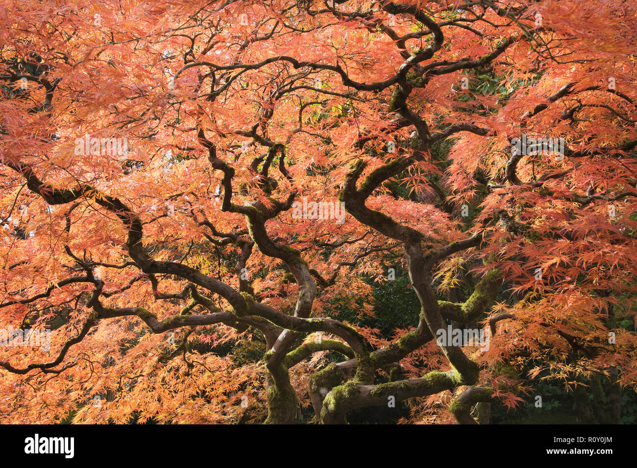 Japanese Maple in fall, Seattle Stock Photo