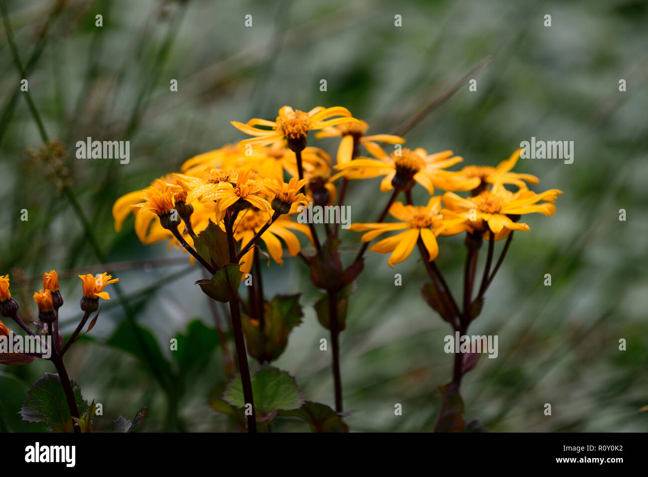 ligularia dentata britt marie crawford,yellow,flowers,flowering,summer,perennials,RM Floral Stock Photo