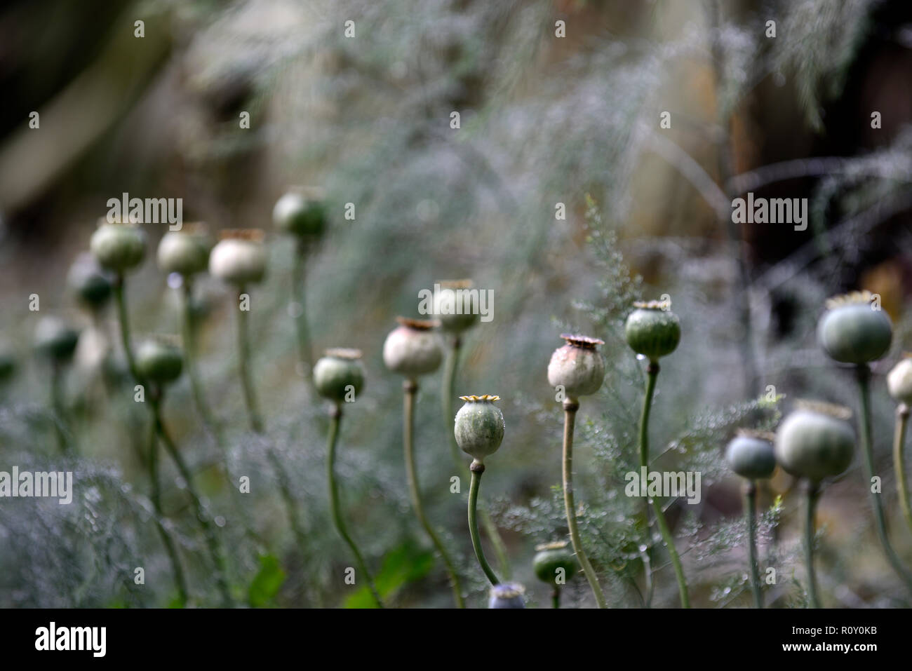 papaver orientale,oriental poppy, seedheads, seed heads, seed, pods ,ornamental,garden, feature, ornamental, RM Floral Stock Photo