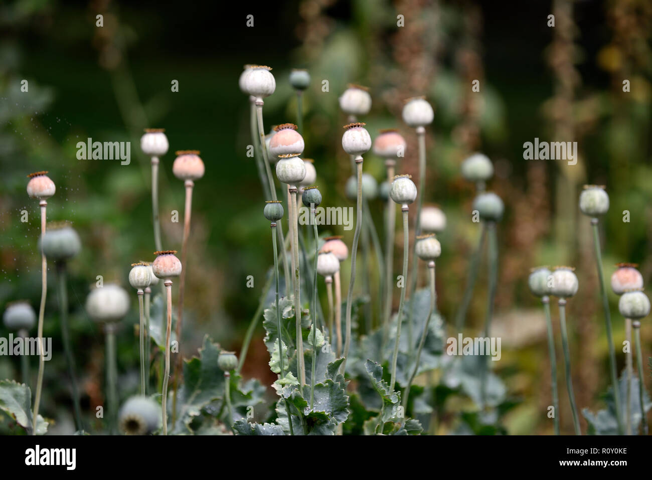 papaver orientale,oriental poppy, seedheads, seed heads, seed, pods ,ornamental,garden, feature, ornamental, RM Floral Stock Photo