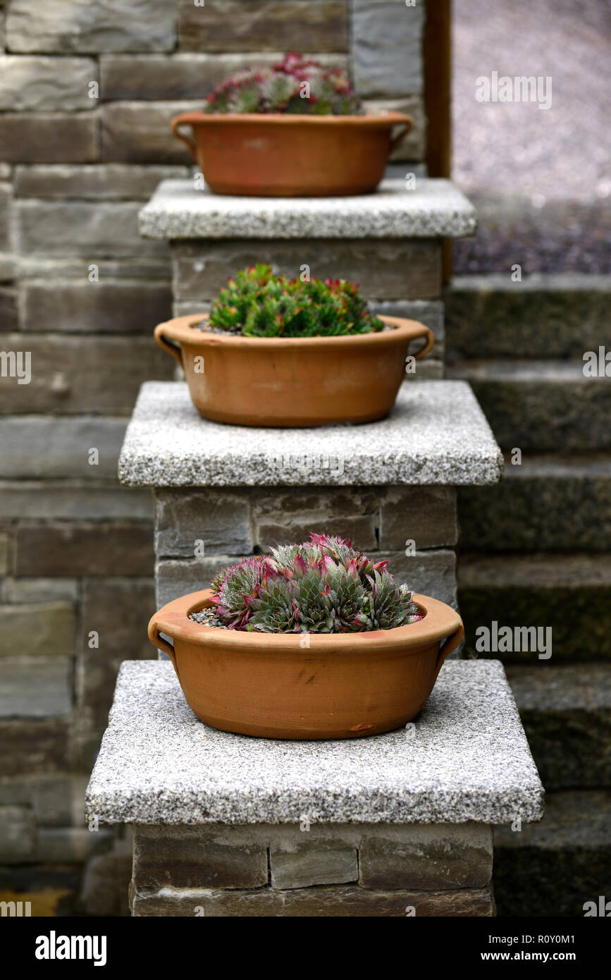 terracotta pots,containers,succulent,succulents,display,displays,step