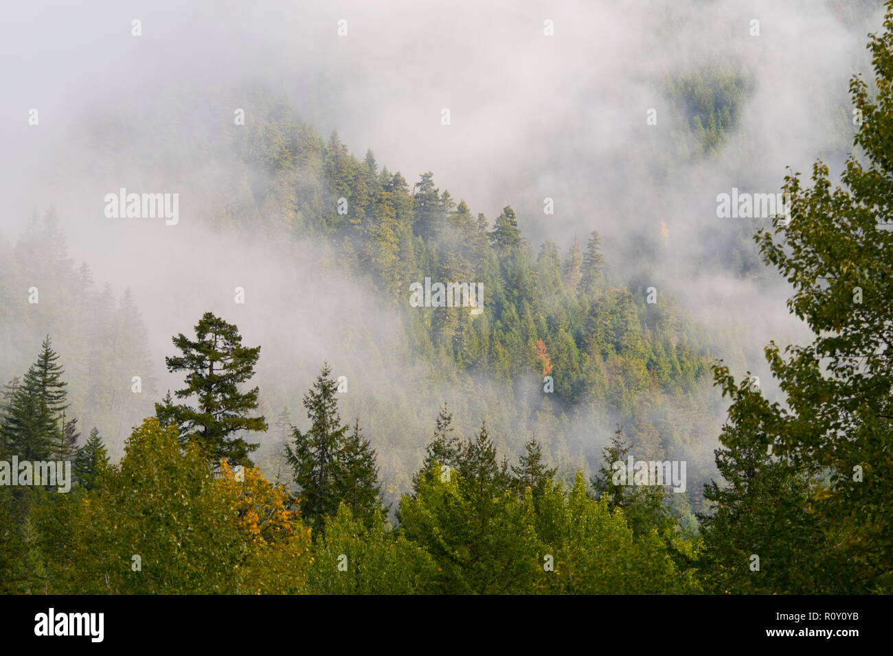 Misty forests, North Cascades Highway, Washington Stock Photo