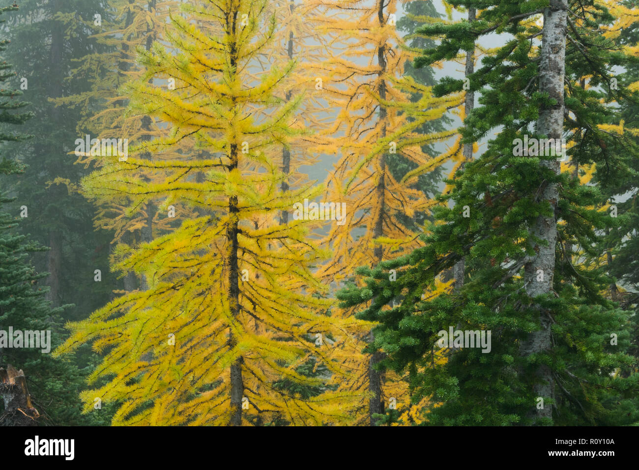 Alpine Larch (Larix lyalli) Conifer needles turn gold in autumn Stock Photo