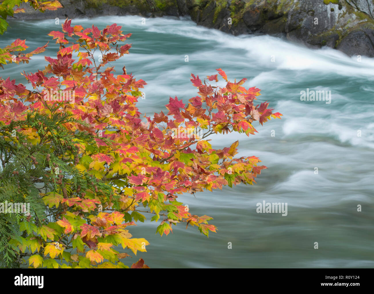 Vine Maple tree (Acer circinatum) in fall, Skagit River behind Stock Photo