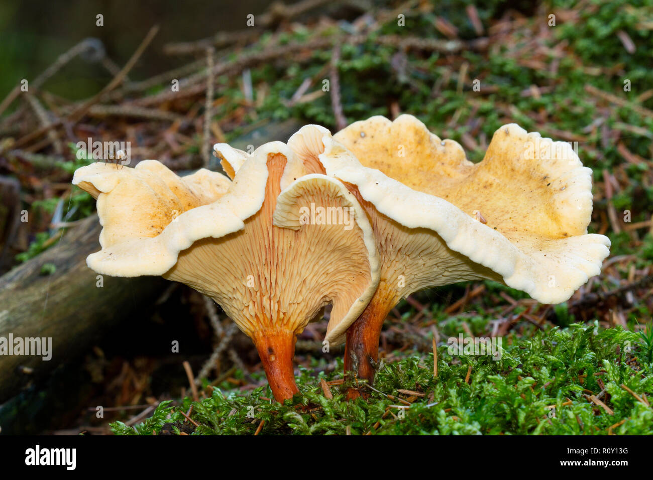 Two false chanterelles Stock Photo