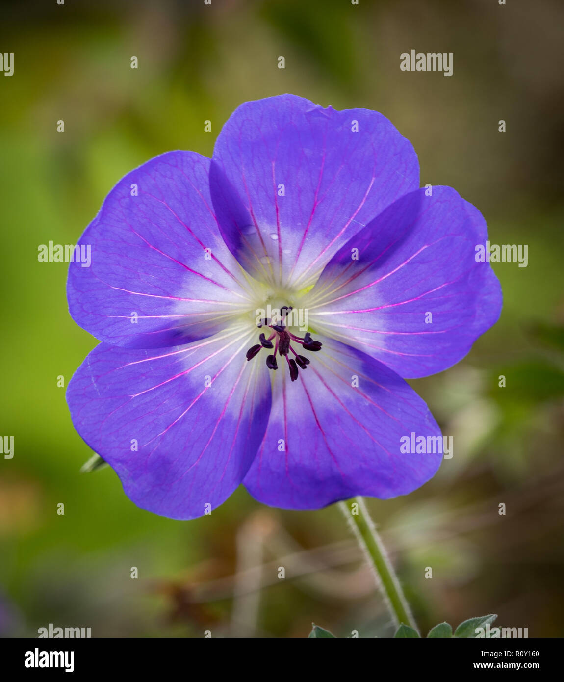 single bloom geranium