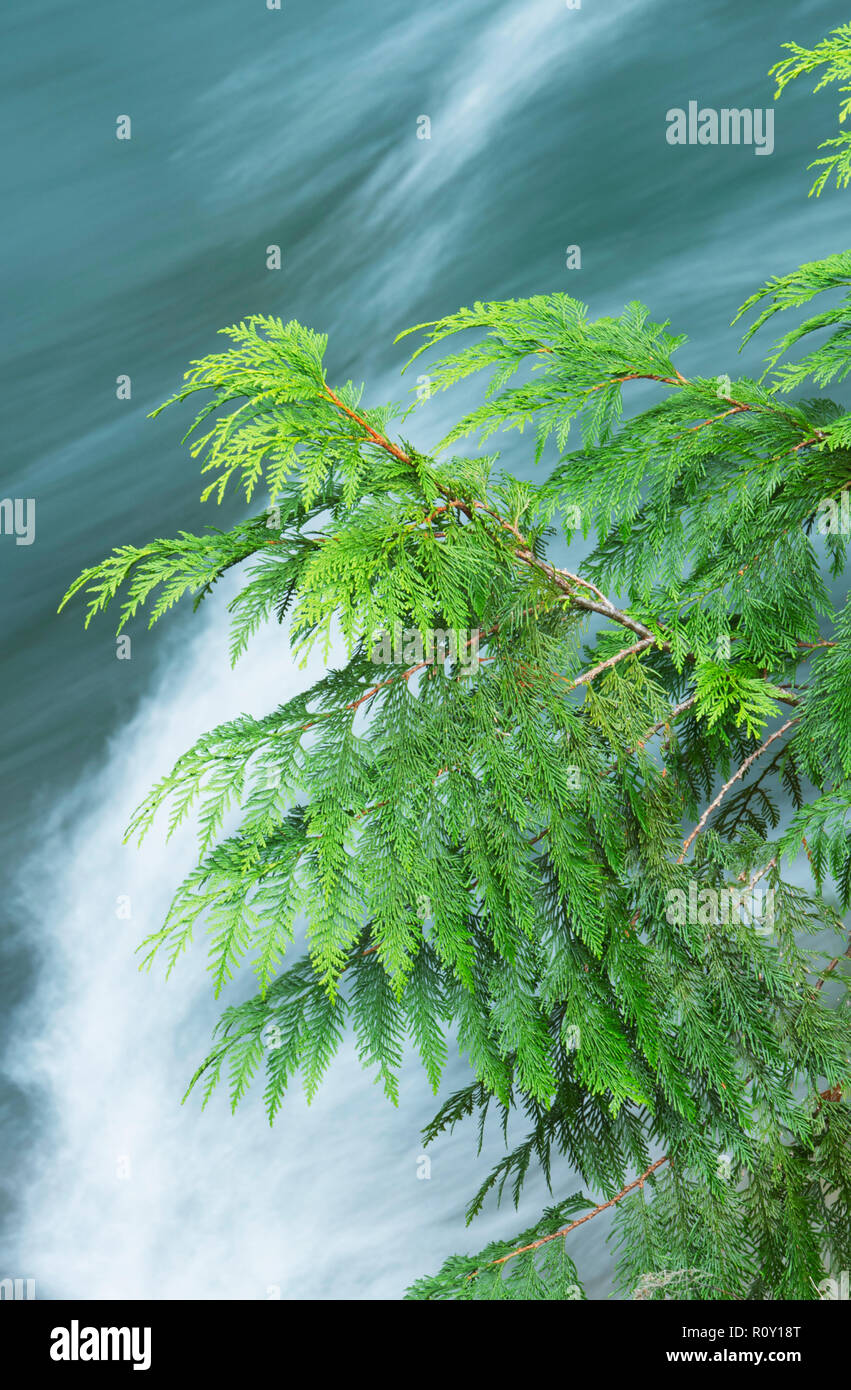 Western Red Cedar tree and Skagit River, Washington Stock Photo