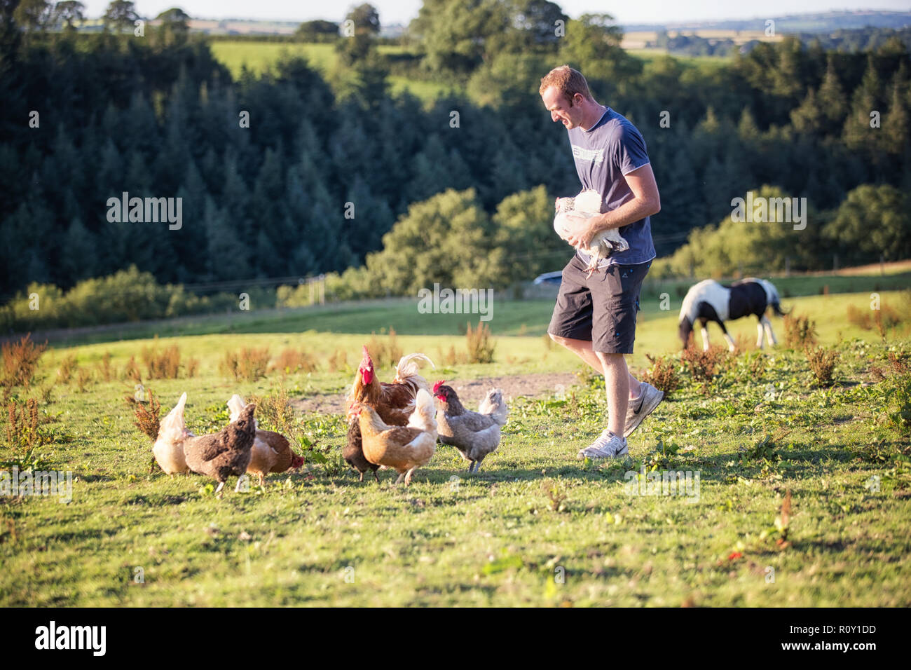 Chickens field happy hi-res stock photography and images - Alamy