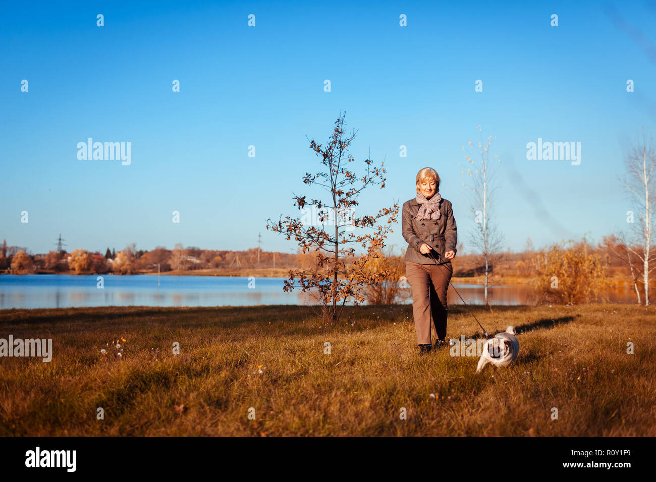 Master walking pug dog in autumn park by river. Happy woman enjoying time with pet. Stock Photo