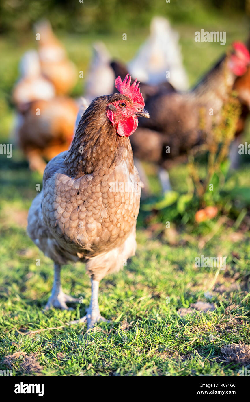 Chicken scratching uk hires stock photography and images Alamy