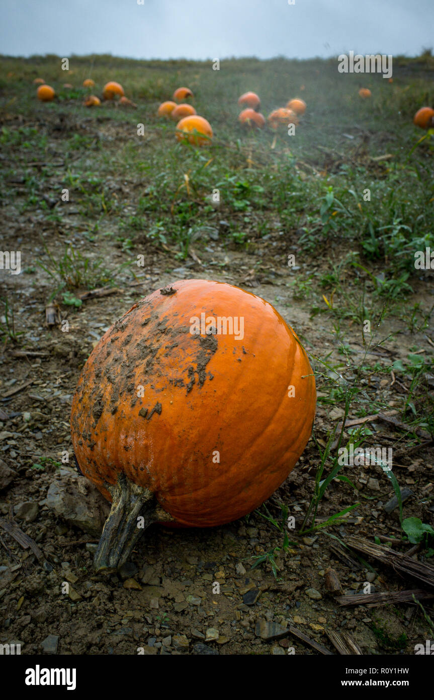 Orange pumpkins in pumkin patch on wet rainy Autumn day Stock Photo - Alamy