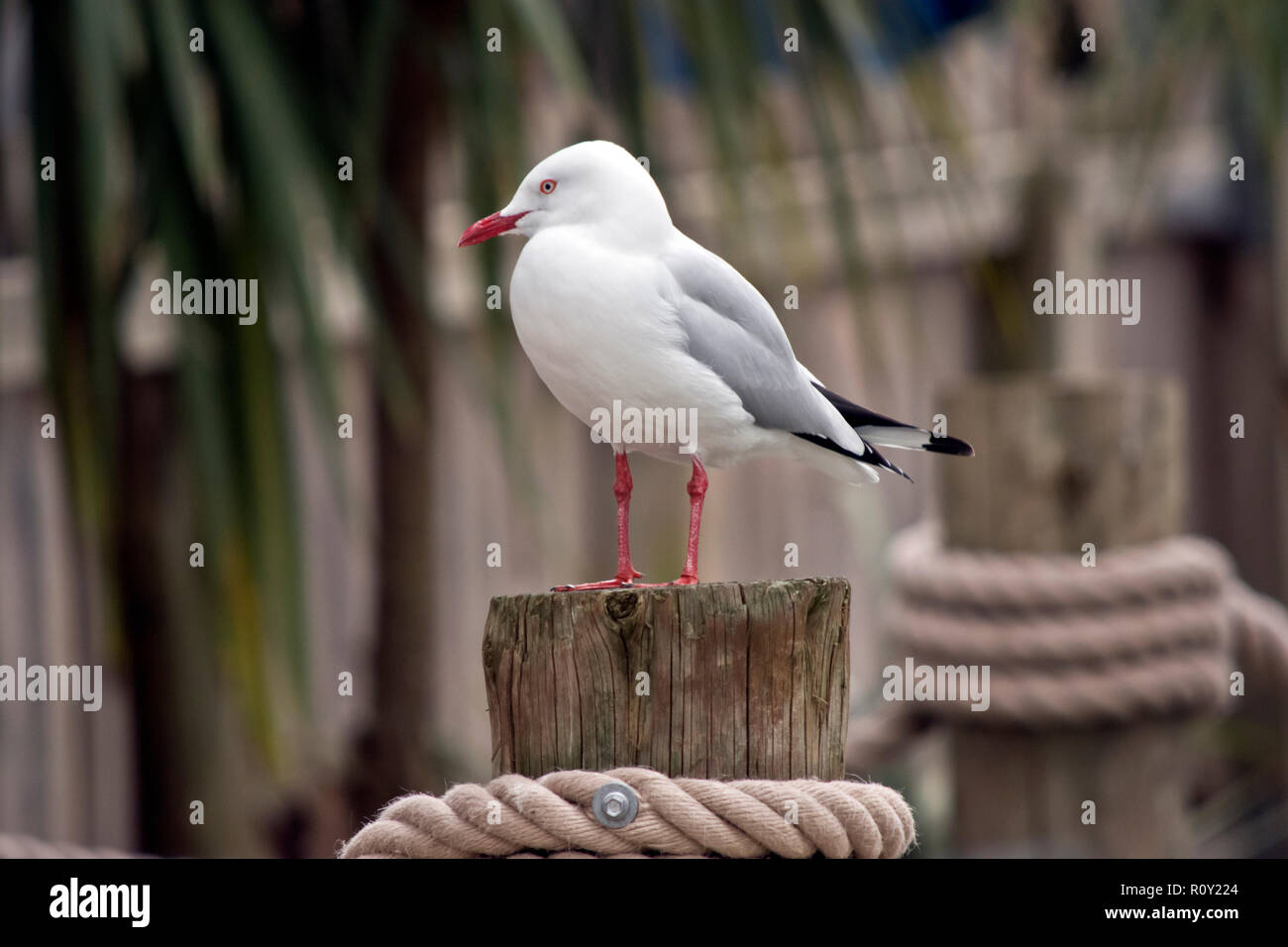 the sea gull is standing on a pier Stock Photo