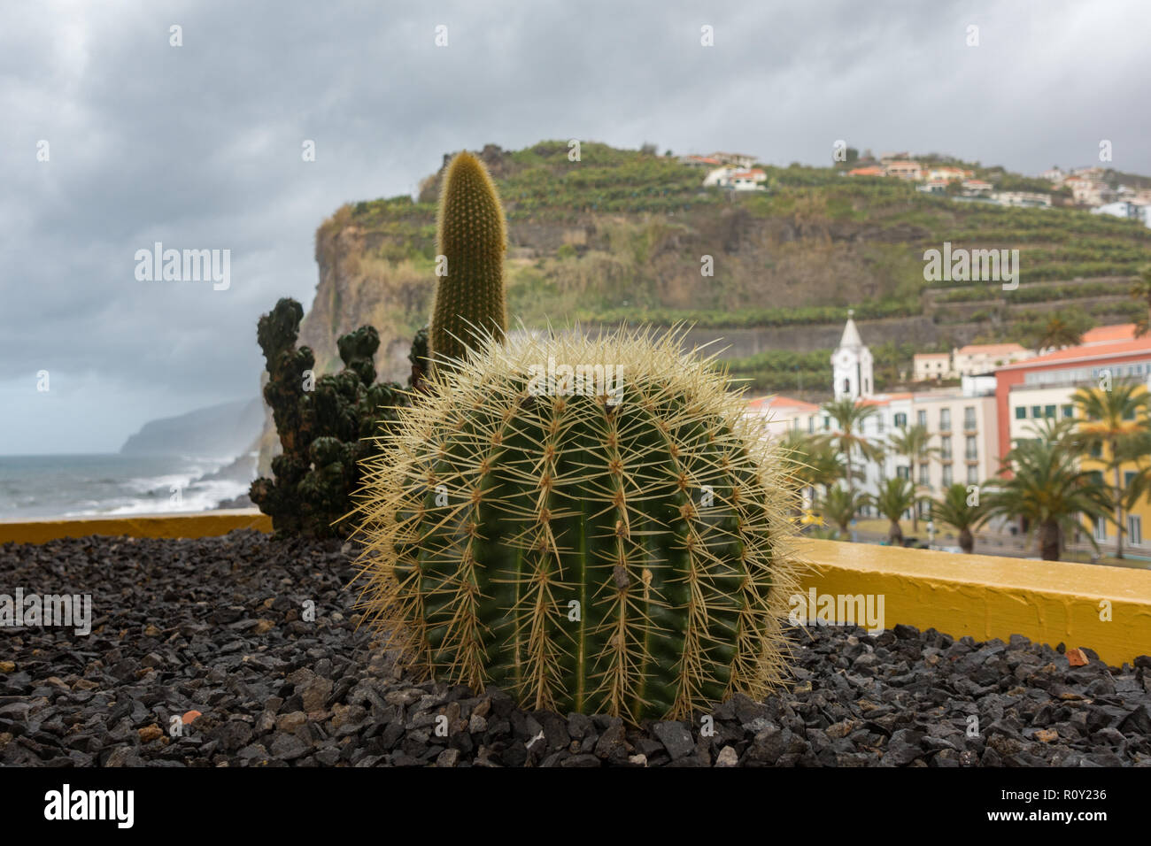 Cactus wild plant portugal hi-res stock photography and images - Alamy