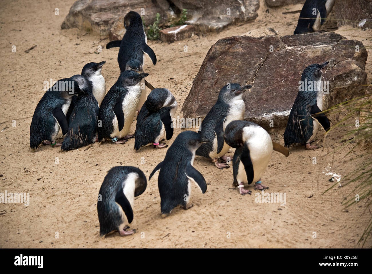 Fairy Penguin Group Hi res Stock Photography And Images Alamy fairy-penguin-group-hi-res-stock-photography-and-images-alamy
