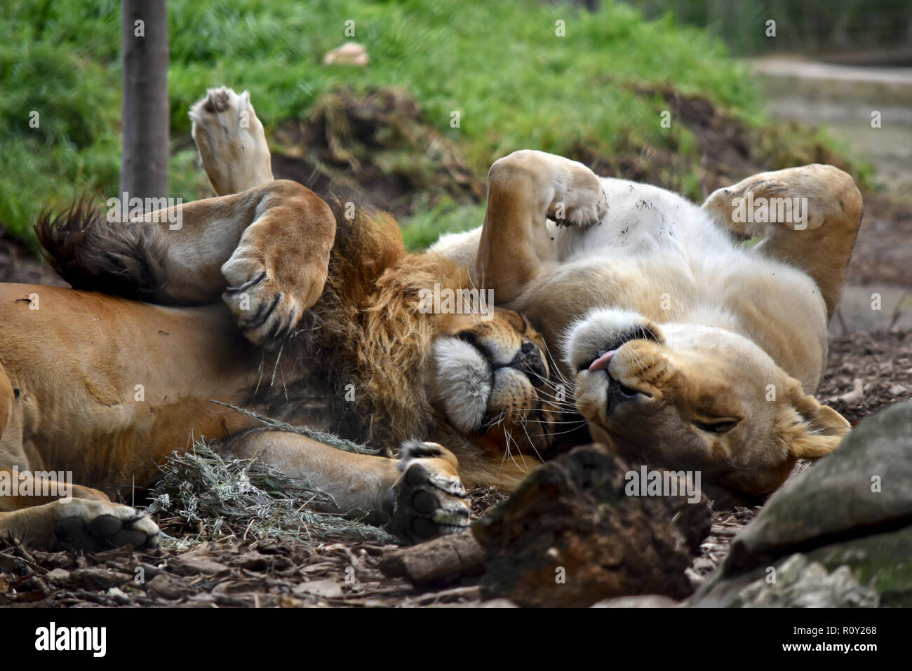 the lion and lioness are playing rolling around on the grass Stock Photo