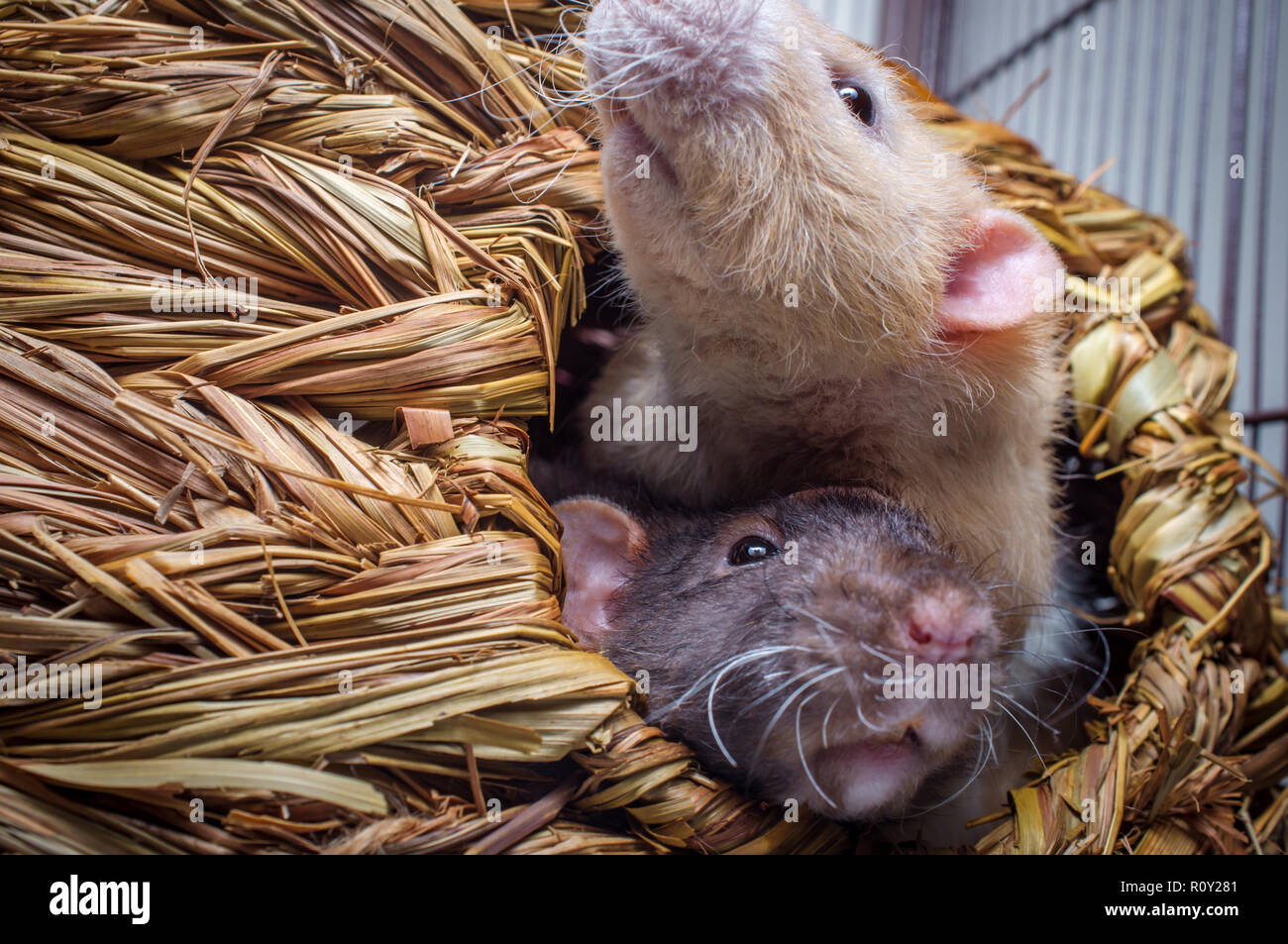 Fancy agouti-colored hooded pet rat and fawn colored rat cuddling Stock  Photo - Alamy