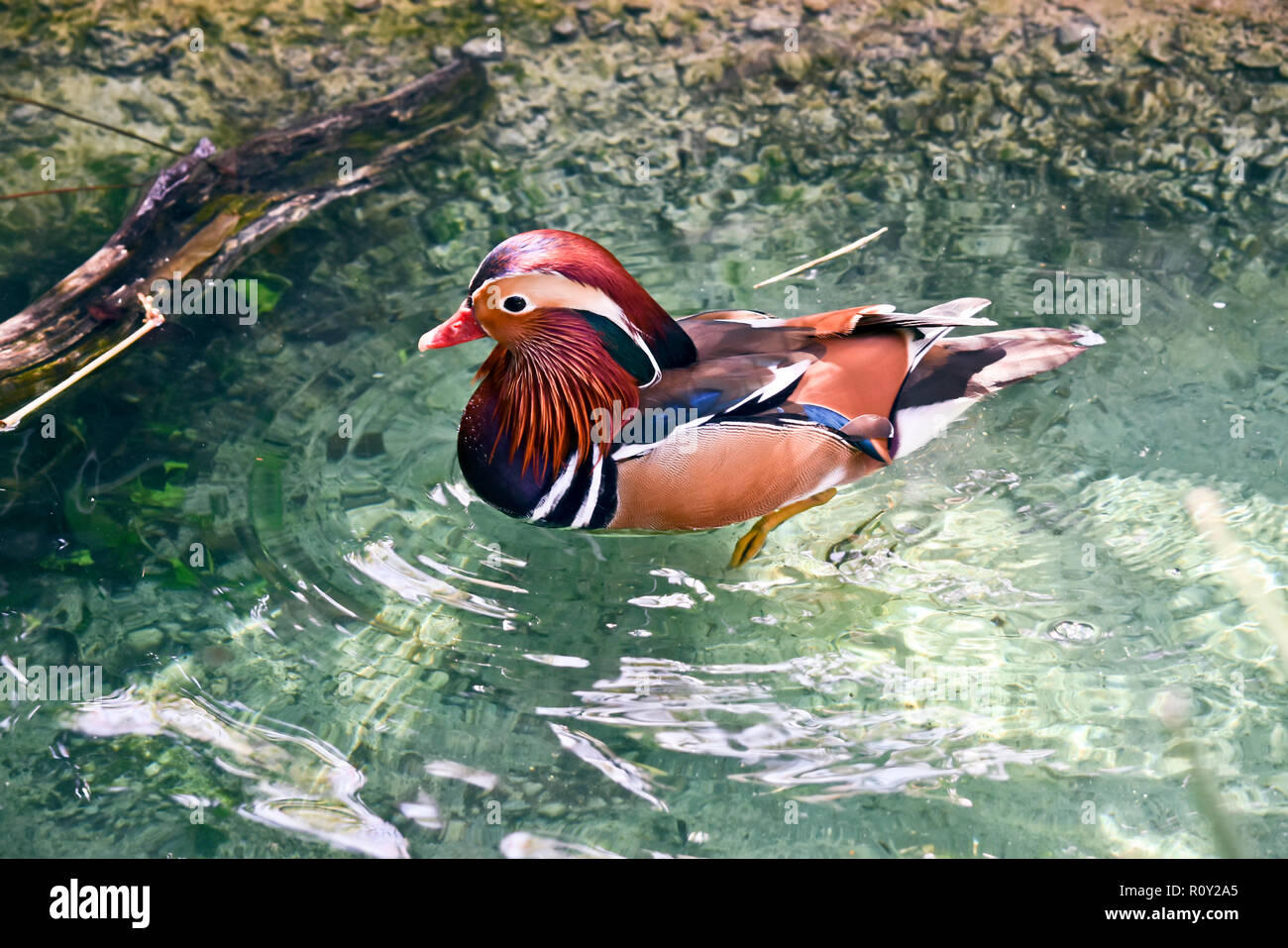 this is a side view of a male mandarine duck Stock Photo