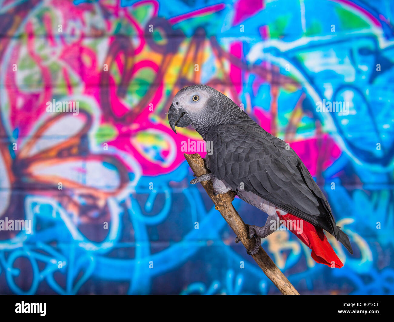 Brightly colored wall painted in grafitti with pet bird African Grey Parrot in front. Popular pets well known for their ability to mimic human speech Stock Photo