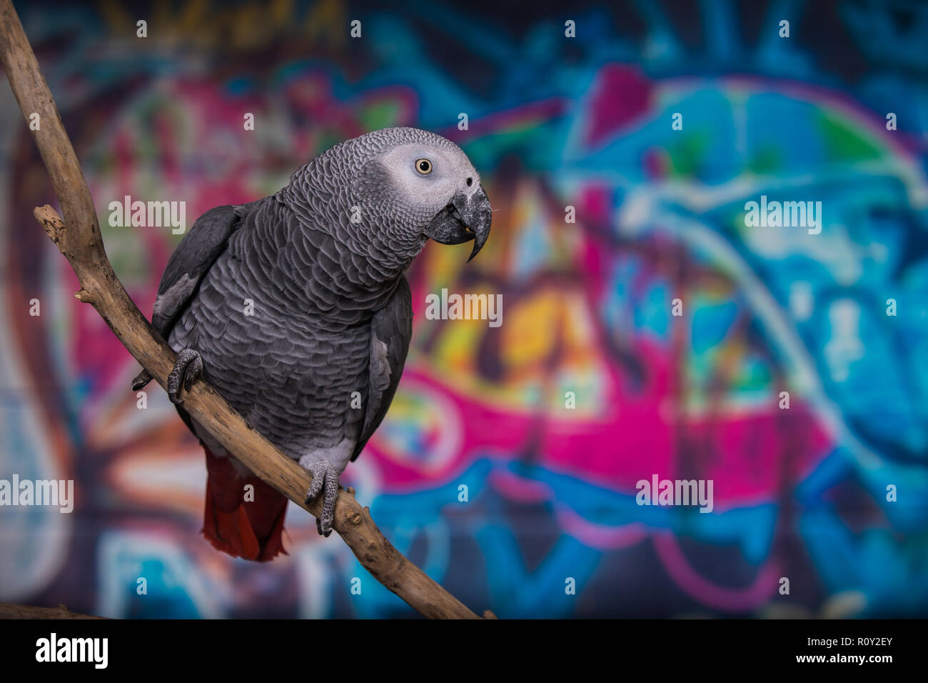 Brightly colored wall painted in grafitti with pet bird African Grey Parrot in front. Popular pets well known for their ability to mimic human speech Stock Photo