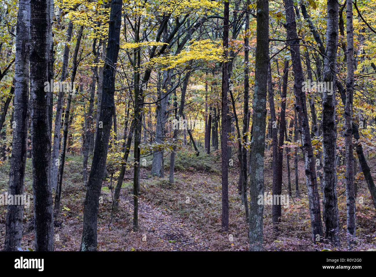 Forest Path at Huron Nature Center, Midwest, Michigan, United States of America. Stock Photo