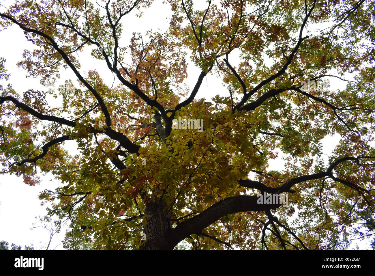 Tall Oak Tree, Taken at Port Crescent State Park. This park is located in Michigan, United States of America. Stock Photo