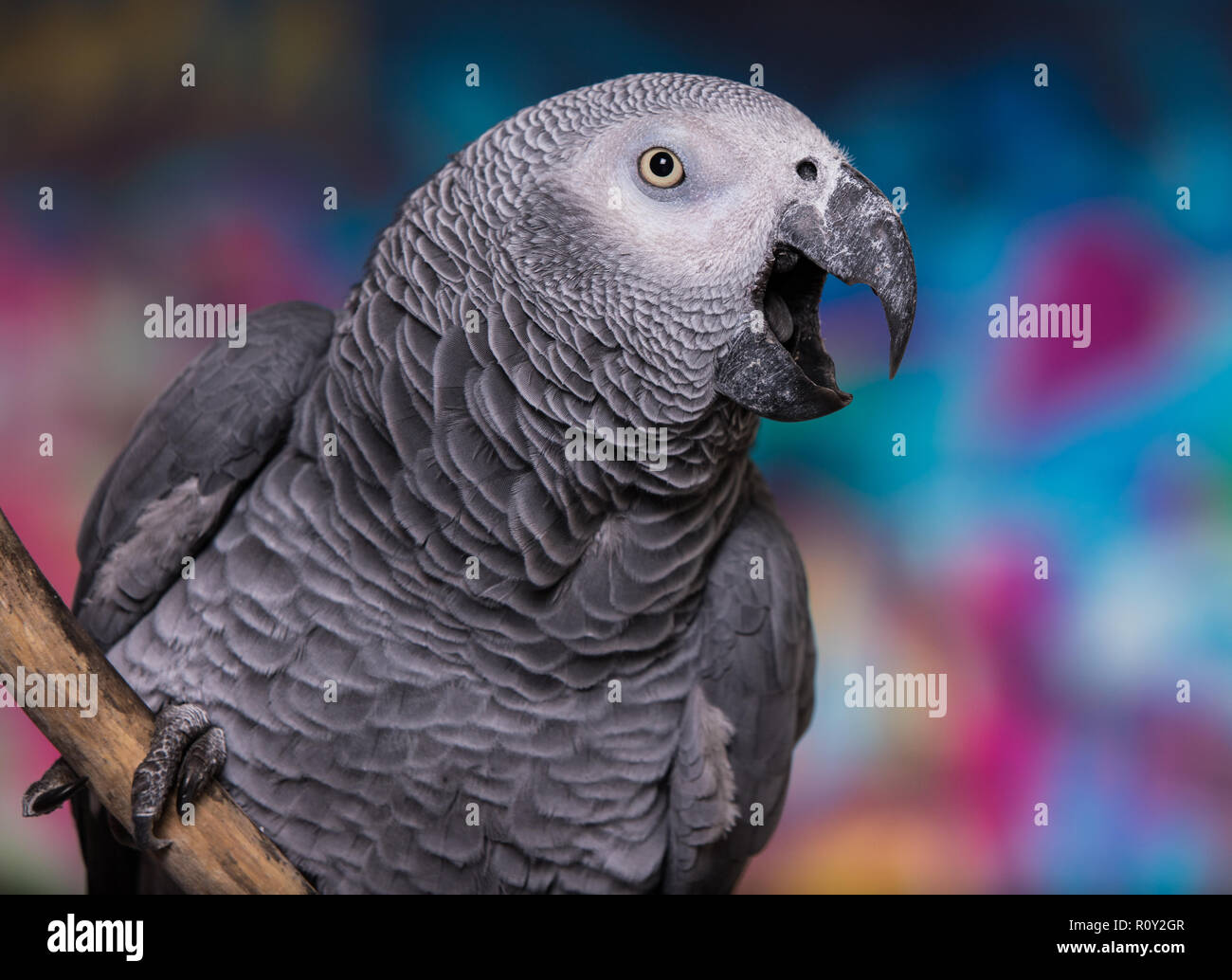 Brightly colored wall painted in grafitti with pet bird African Grey