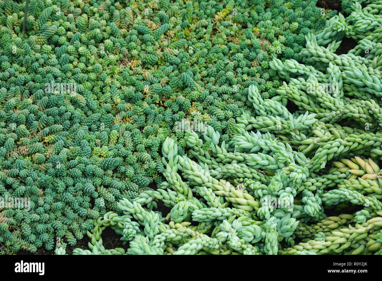 sedum morganianum e. walther, pendent plant with many long hanging stems, small graptopetalum succulents with plump petals are blue,  two plants Stock Photo