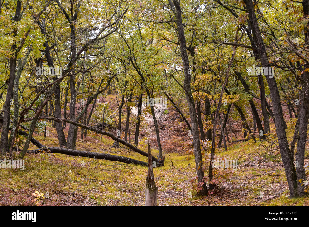 Forest at Port Crescent State Park. Take in the autumn, this park is located in the Midwest State of Michigan. Peak fall colors in the middle of Oct. Stock Photo