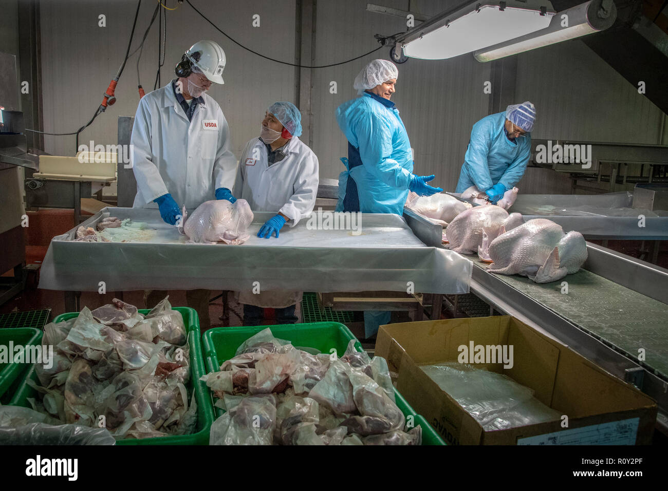Thanksgiving turkeys are processed and graded by USDA inspectors at