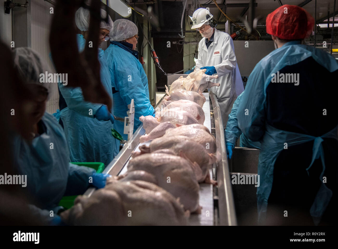 Slaughterhouse abattoir hi-res stock photography and images - Alamy