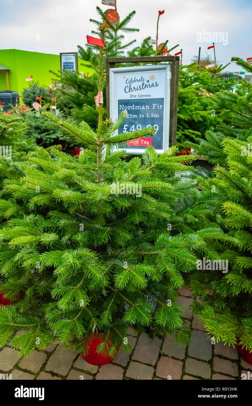 Potted Nordman or Caucasian fir trees Abies Nordmannia in a garden centre for sale at Christmas Stock Photo