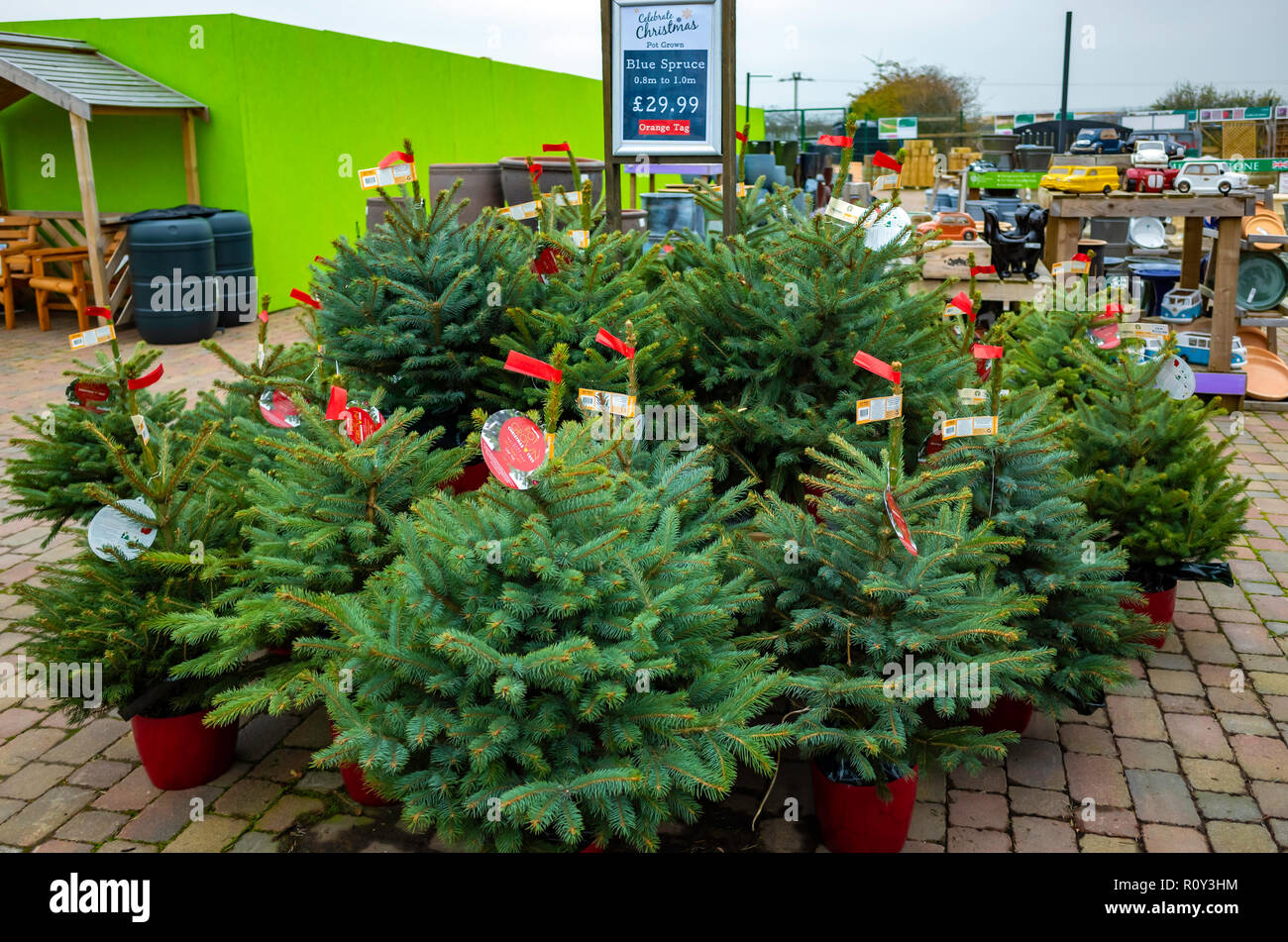 Potted fir tree garden hires stock photography and images Alamy