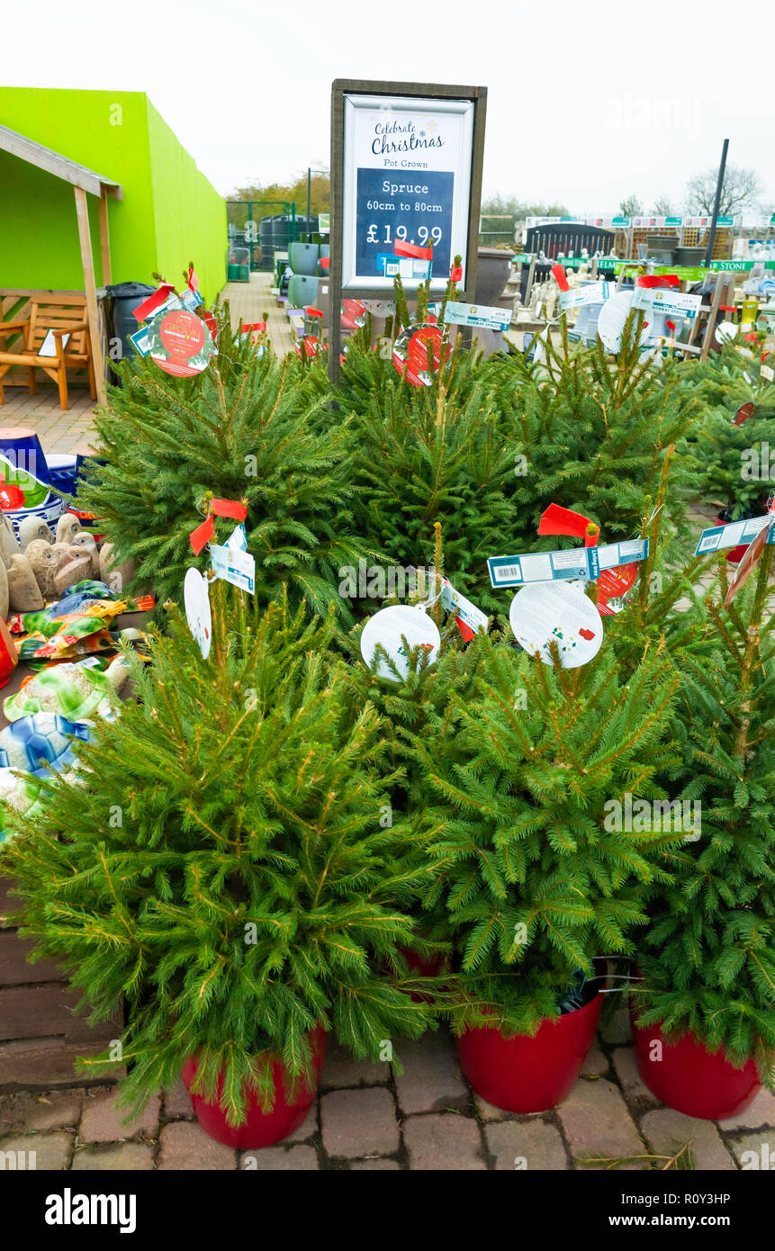 Potted Norway Spruce fir trees Picea abies in a garden centre for sale at Christmas Stock Photo