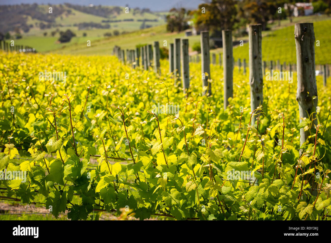 Yarra Valley Vineyard Stock Photo Alamy