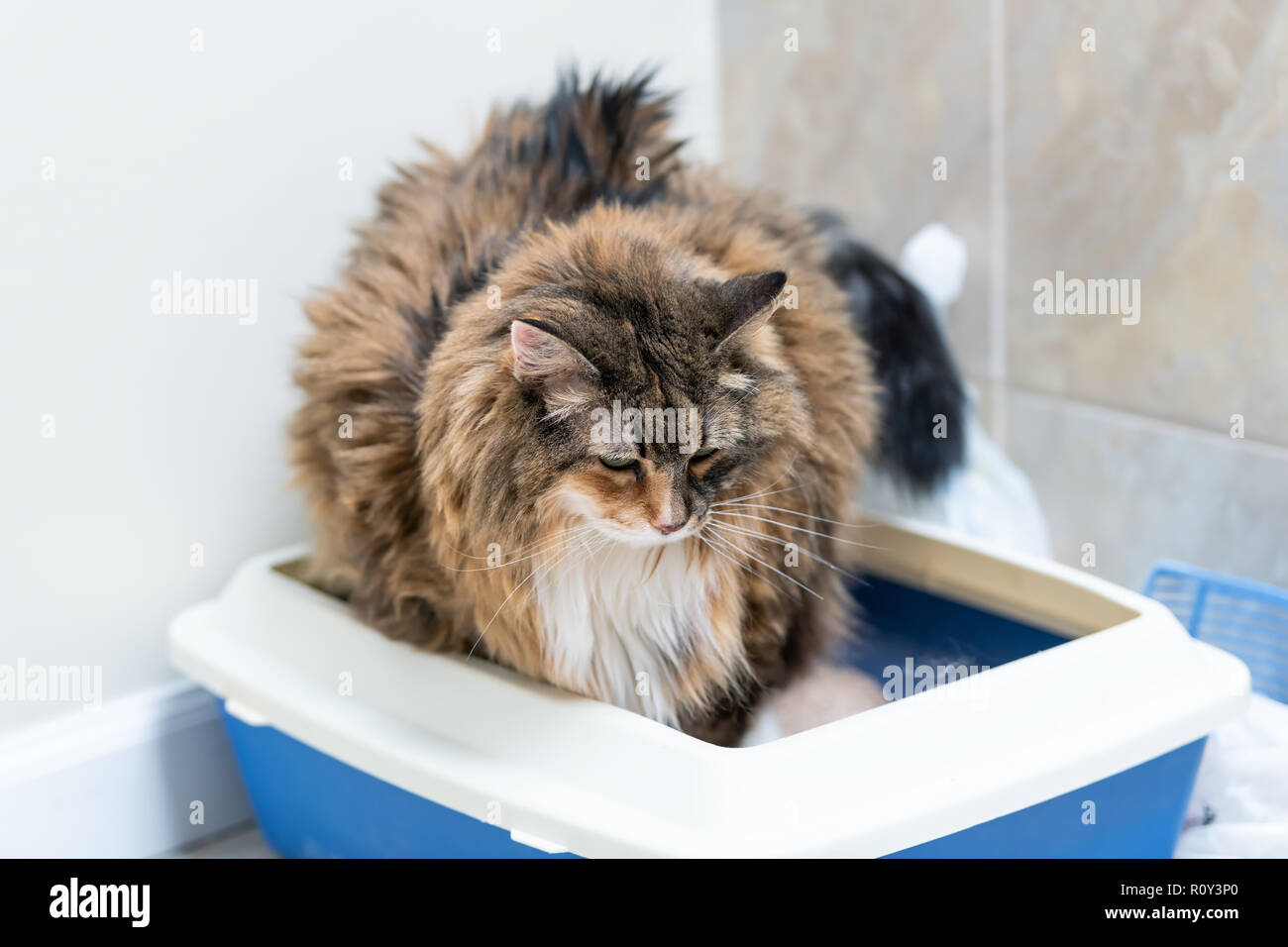 Closeup of calico maine coon cat overweight constipated sick trying to