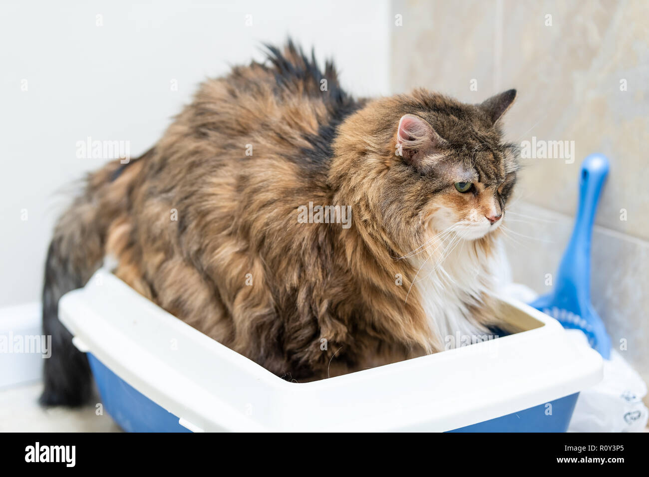 Sad calico maine coon cat overweight constipated sick trying to go to