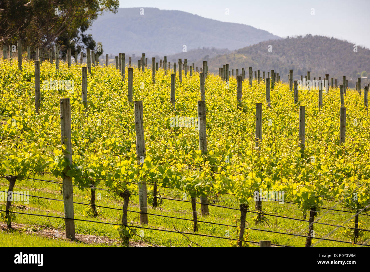 Yarra Valley Vineyard Stock Photo Alamy