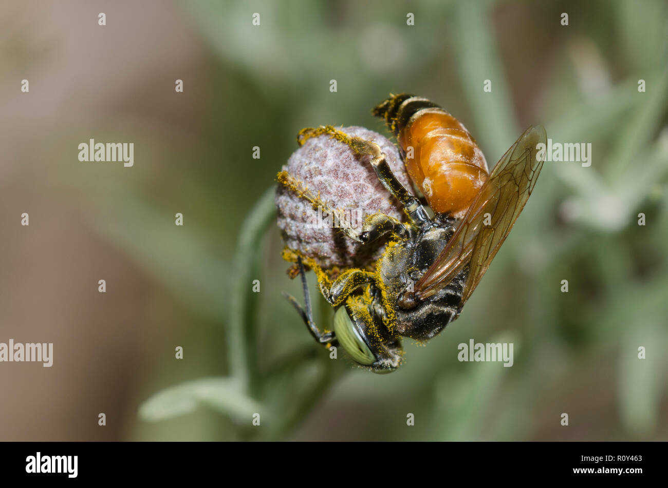 Square-headed Wasp, Tachytes sp., female Stock Photo