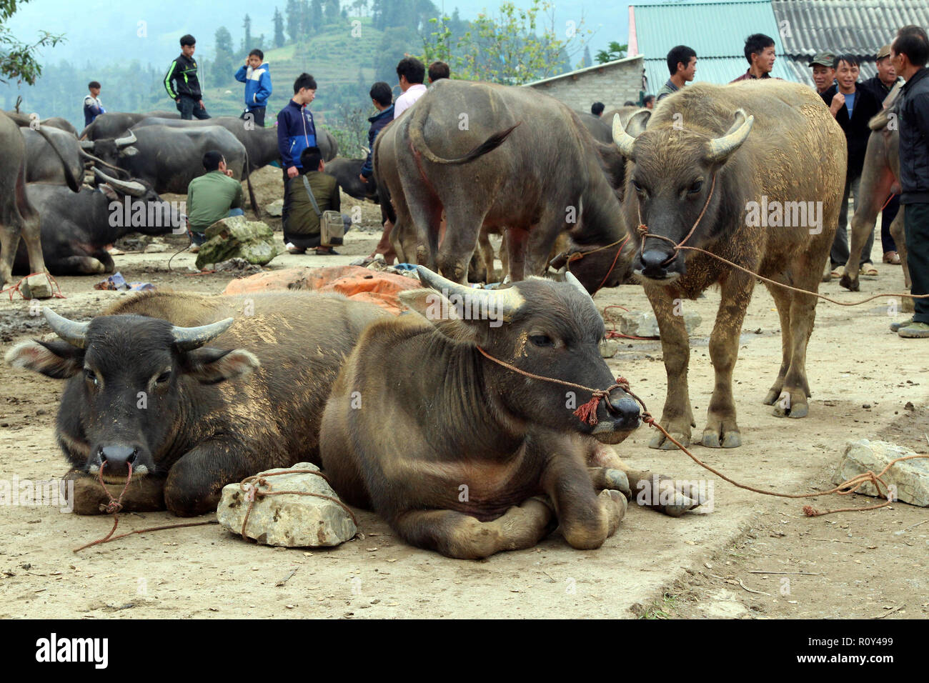 Water buffalo for sale at the Bac Ha Sunday Market in Vietnam Stock Photo -  Alamy
