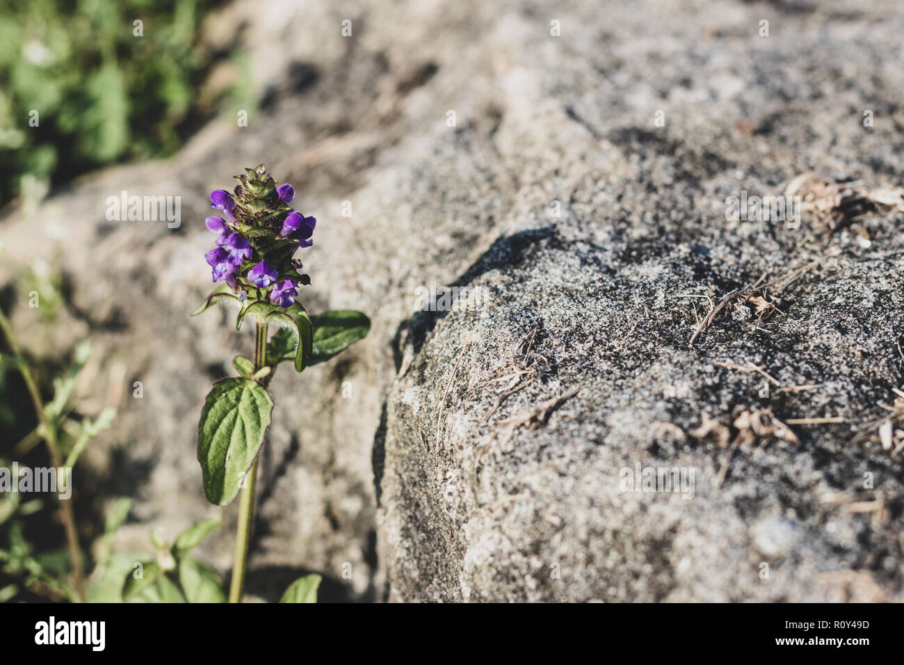 Tiny purple wildflower growing against a stone rock Stock Photo