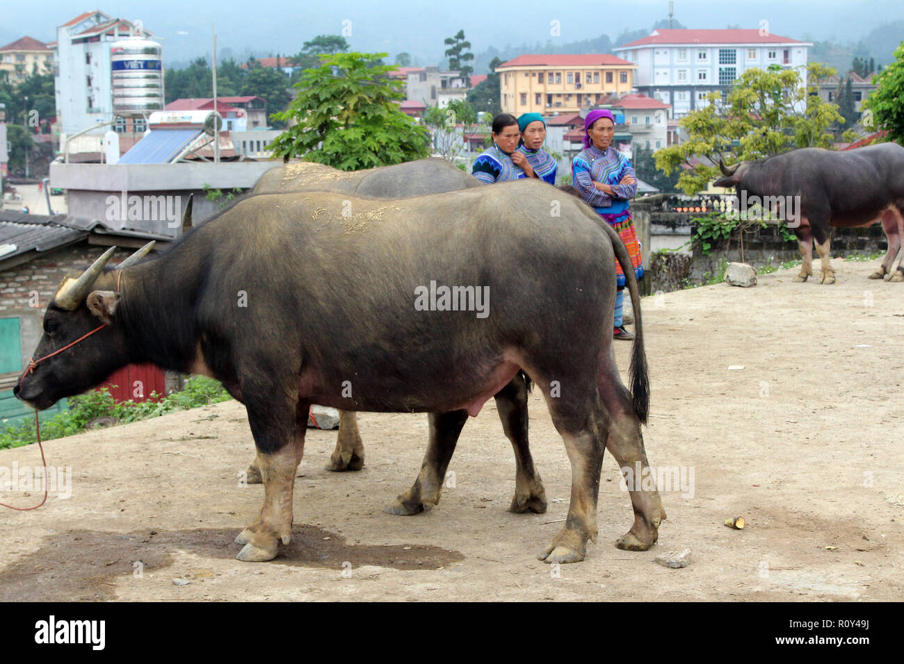 Buffalo For Sale >> Water Buffalo For Sale At The Bac Ha Sunday Market In Buffalo For Sale >> Water Buffalo For Sale At The Bac Ha Sunday Market In
