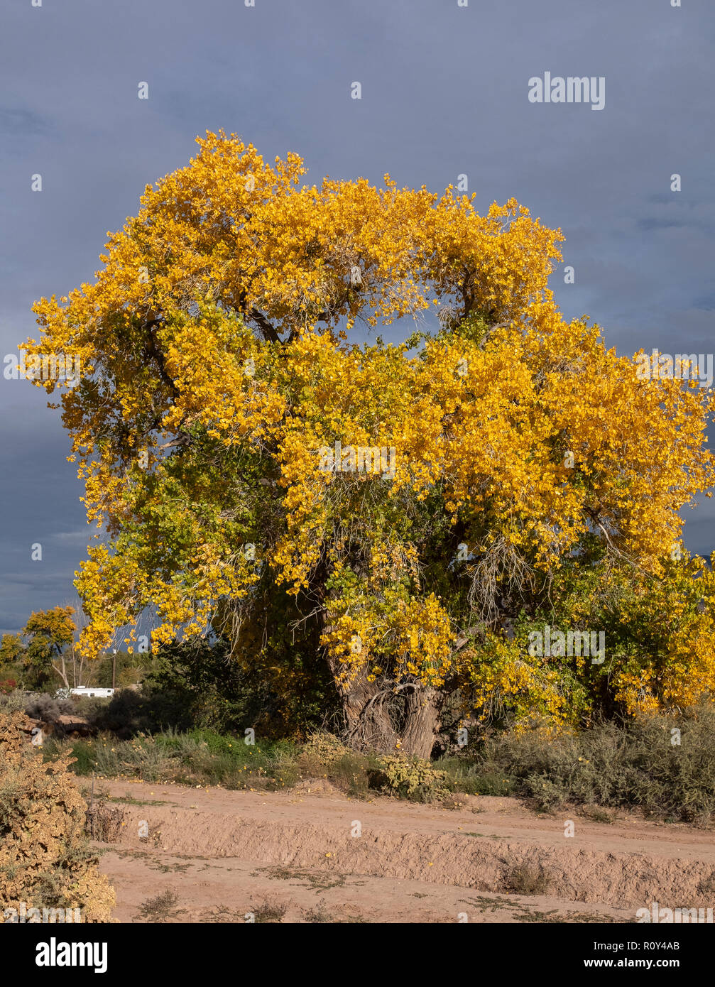 Cottonwood tree in Fall/Autumn Stock Photo Alamy