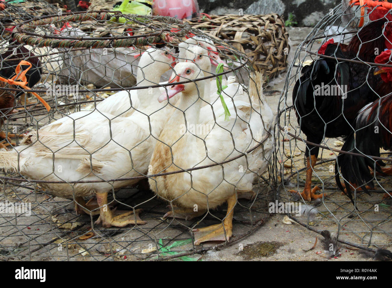 Caged ducks and roosters for sale at Bac Ha Market, Vietnam Stock Photo