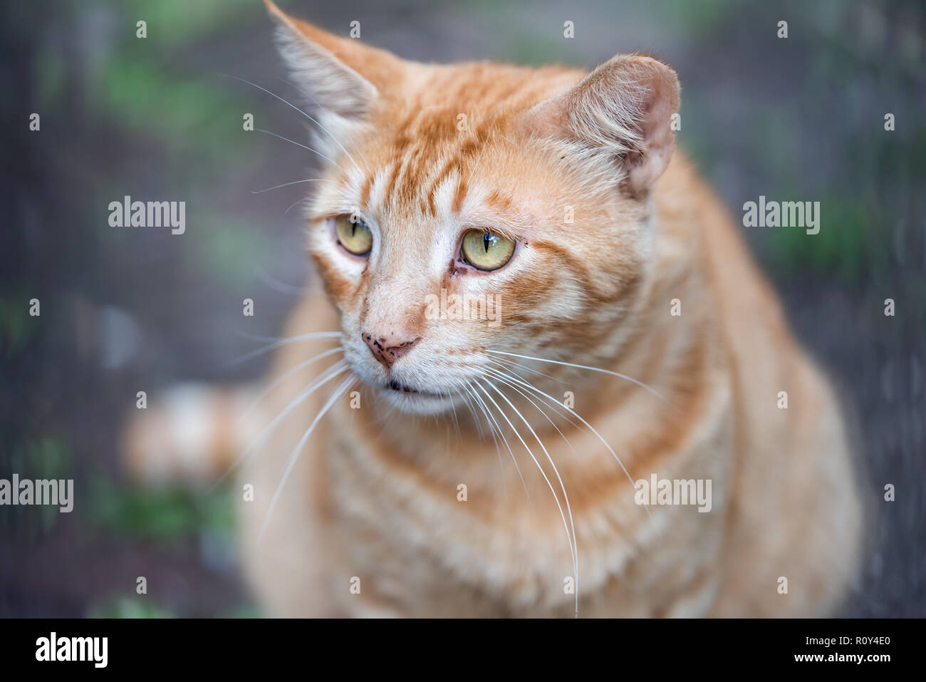 Ginger cat looking sad hi-res stock photography and images - Alamy