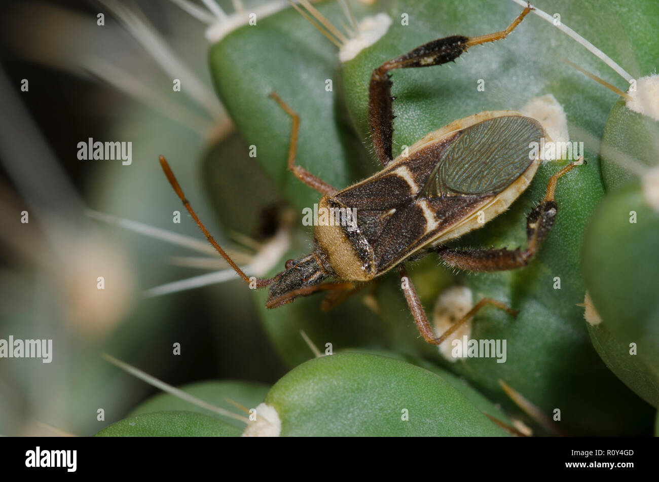 Black leaf footed bug hi-res stock photography and images - Alamy
