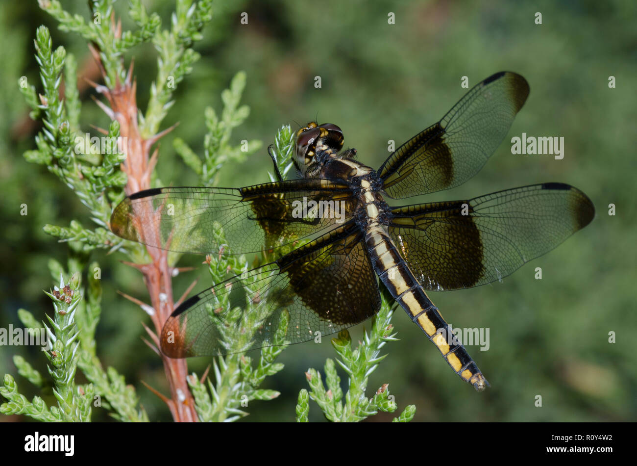 Widow Skimmer, Libellula luctuosa, female Stock Photo - Alamy